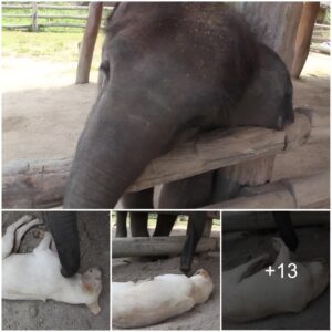 Baby Elephant Trying Desperately To Wake Up Sleeping Dog With His Trunk