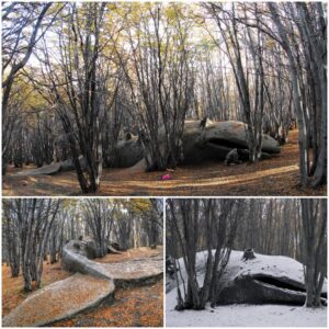 Mysterious Giant Whale Fossil Emerges from Argentine Forest, Dating Back Over 8 Million Years