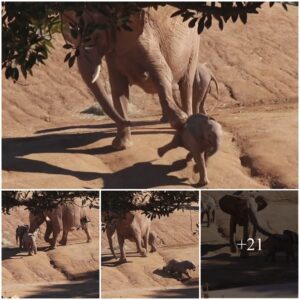 Shove Off! Moment A Protective Mother Elephant K.I.C.K.S Over A Calf After It Gets Too Close To Her Baby