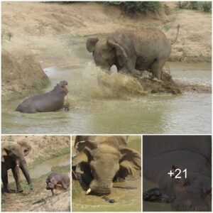 Save Me, Mum! Clash Of The Titans As Mother Hippo Lunges At An Elephant To Stop It From Trampling Her Baby In Namibia