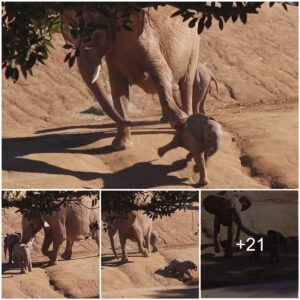 Shove Off! Moment A Protective Mother Elephant K.I.C.K.S Over A Calf After It Gets Too Close To Her Baby