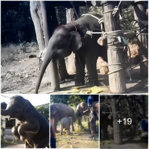 Horrific Footage Shows Baby Elephants Being ‘Broken’ At Cruel Training Camps Before They Are Set To Work In The Tourist Industry In Thailand