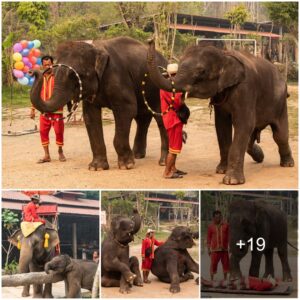 Beaten With Bull Hooks And Starved So They Perform: Inside Thailand’s Heartbreaking Elephant ‘Entertainment’ Industry – And How Tourists Can Help New Sanctuaries To Stop Their Pain