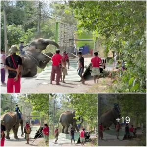 Shocking Moment Distressed Elephant Collapses While Being Beaten And Forced On To A Truck In Thailand