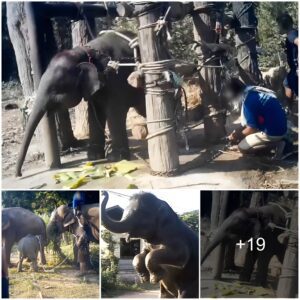 Horrific Footage Shows Baby Elephants Being ‘Broken’ At Cruel Training Camps Before They Are Set To Work In The Tourist Industry In Thailand