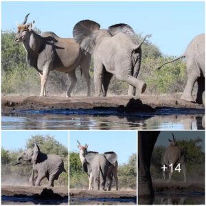 Baby elephants charged at a giant antelope with all their might, and a confrontation broke out