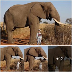 4-Year-Old Boy Walks Up To 6-Ton African Elephant; Was It Safe?