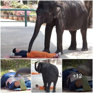 Mammoth Amounts Of Stress? Try An ELEPHANT Massage! Tourists Flock To Thailand Jungle Camp To Be Trampled By Three-Tonne Animals