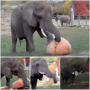 Elephants At Milwaukee County Zoo Have Smashing ‘Gourd’ Time With Giant Pumpkins