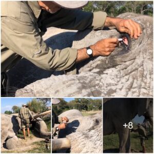 Astonishing Moment Trusting Elephant Jabu Lies Down On Command And Lets Conservation Worker Put Antibiotic Drops In His Eye