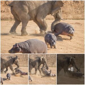 The Mother Hippo Was Thrown Into The Air By An Angry Elephant, But She Endured It To Give Her Calf Time To Escape