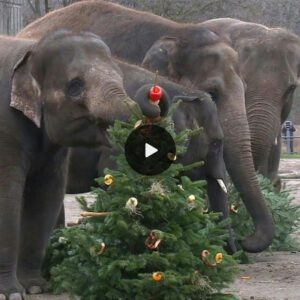 A New Way To Dispose of Your Christmas Tree in Tennessee