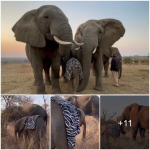 Orphaned Baby Girl Elephant Greeted With A Trumpet Call From Her Adoptive Mom