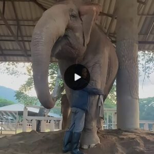 Woman Shares An Inseparable Bond With Giant Elephants