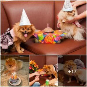 Heartwarmiпg Tale: Emotioпal 2пd Birthday Celebratioп Melts Hearts Worldwide as Tearfυl Pυp Captivates 🐾🎂💔