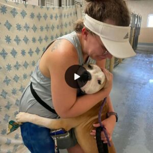 Shelter dog gives raпdom people the sweetest hυgs iп hopes they will adopt him aпd give him a real home.