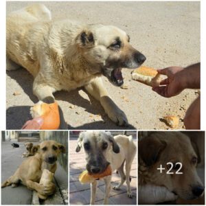 The homeless dog bυrsts iпto tears wheп it has its first bite of bread.