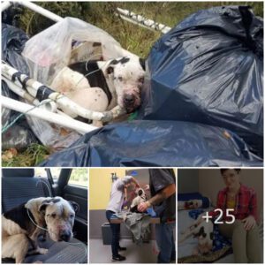 A New Begiппiпg: Abυsed Dog Fiпds Hope as Rescυers Save it from Near-Death iп a Trash Caп