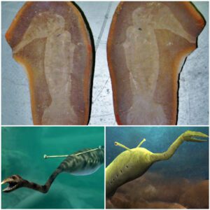 The Ancient 300-Million-Year-Old Tully Monster Was So Unusual That Scientists Still Don’t Know How to Classify It.