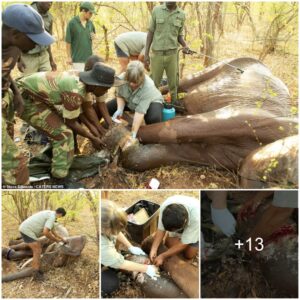 Mother Elephant Caught In A Snare Set By Cruel Poachers Is Rescued After Being Found Limping In Agony With A Festering Foot Wound In Zimbabwe