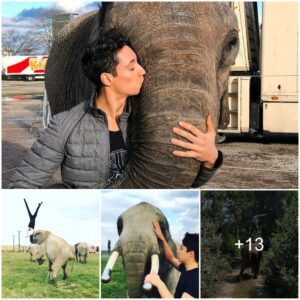 Circus Trainer Shows Off His Elephant’s Incredible Tricks Including Dunking A Basketball, Juggling And Even Climbing A Wall