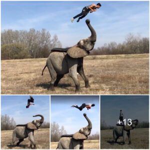 Now that’s a mammoth stunt! Circus performer shows off his tumbling skills in a series of incredible flips and acrobatics with his beloved elephants