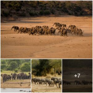 Let’s Stick Together! Huge Herd Of Elephants Finds Safety In Numbers As They Run From Danger