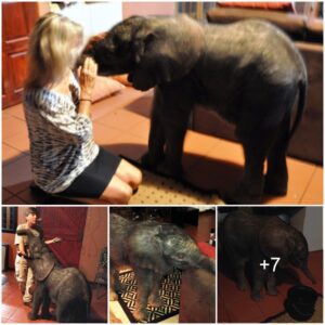 Lost Baby Elephant Wanders Into A Family’s Home In South Africa After Being Separated From Its Herd