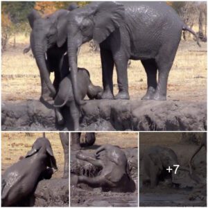 Baby elephant’s adorable struggle to escape a mud bath as he tumbles into the water before his friends help him climb out with their trunks