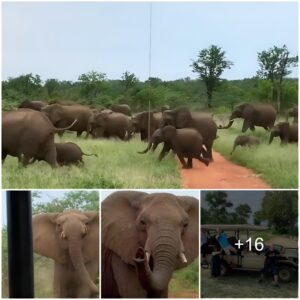 ‘We’re a TV crew… get us out of here!’: Terrifying moment angry herd of elephants surround British ‘I’m a Celeb’ team and charge during South African safari tour