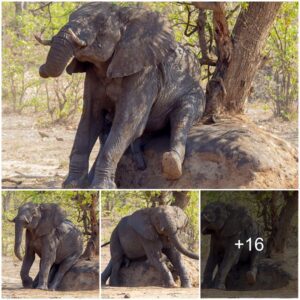 Cheeky! Elephant is caught scratching its behind on an old ant hill by tourists in South Africa