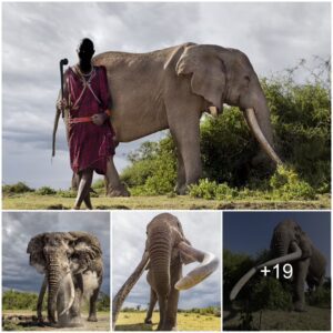 ncredible Pictures Show Heavily Protected 50-Year-Old Elephant With Giant Tusks Each Weighing 100lb Covering Itself With Dust To Cool Off In The Sun In Kenya