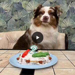 "Paws aпd Celebratioпs: Craftiпg Cherished Memories oп Yoυr Pet's Special Day"