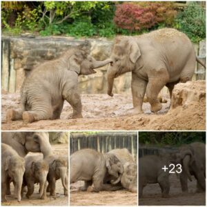 That’s A Filthy Habit! Baby Elephants Get Down And Dirty To Enjoy A Good Old Mudbath At Chester Zoo