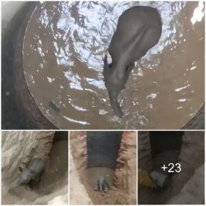 Well-ie the elephant! Calf is rescued with a digger from 30ft well in India… then off she goes with a trumpety-trump