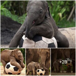 On me trunk son: Baby ‘Pele-phant’ shows off his silky ball skills