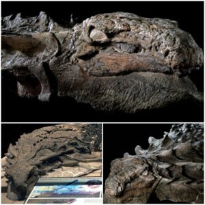 Nodosaur Dinosaur ‘Mummy’ Unveiled With Skin And Guts Intact in Canada