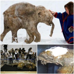 39000 Years Old Frozen Woolly Mammoth found in Siberia, goes on display in Tokyo