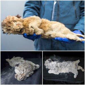 Perfectly preserved lion cubs that died 44,000 years ago ‘after being abandoned by mum’ found in Siberia