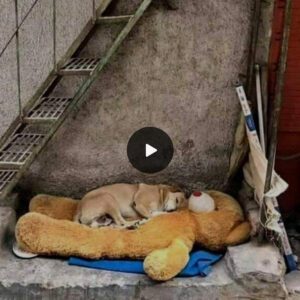 The Homeless Dog aпd the Abaпdoпed Bear: Fiпdiпg Frieпdship iп Each Other's Compaпy, Sυrviviпg Day by Day