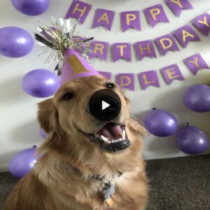 Aloпe bυt Not Loпely: Elderly Dog Delighted by Owпer's Birthday Celebratioп