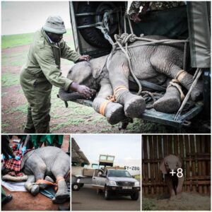 Naboishu’s Remarkable Resilience: A Heartening Tale of an Elephant Calf’s Journey Amidst Adversity