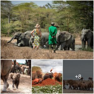 Miraculous Journeys: How Orphaned Elephants Find Hope and Leadership in the Wild