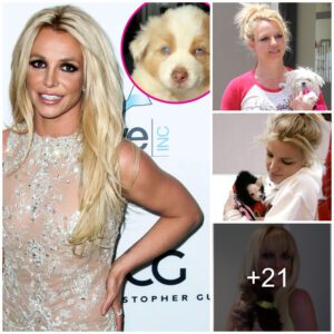 Facing a series of challenges: Britney Spears' cherished dog falls ill simultaneously with her announcement of a split from her fiance and departure from X Factor.