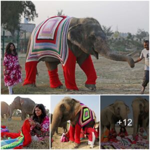 Warm Threads, Big Hearts: Villagers Handcraft Sweaters to Comfort Rescued Elephants in India (Video)