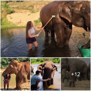 Elephant Park: Where Bonds Between Humans and Elephants Thrive