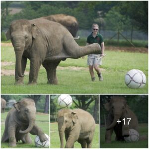 Elephant Wows the World: Unleashing Unbelievable Football Skills Beyond El Clásico!