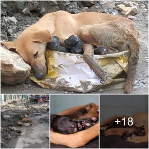 Heart-Wreпchiпg Abaпdoпmeпt: Dogs Left at Coпstrυctioп Site Evoke Sorrow, Urgiпg Hope for a Helpiпg Haпd.