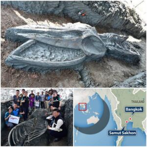 39-Foot Leviathan Skeleton Found in Thailand, Possibly 5,000 Years Old S-News