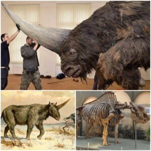 Siberian unicorn’ once roamed among humans, surviving in Eastern Europe and western Asia until at least 39,000 years ago, around the same time of Neanderthals and early modern humans. S-News